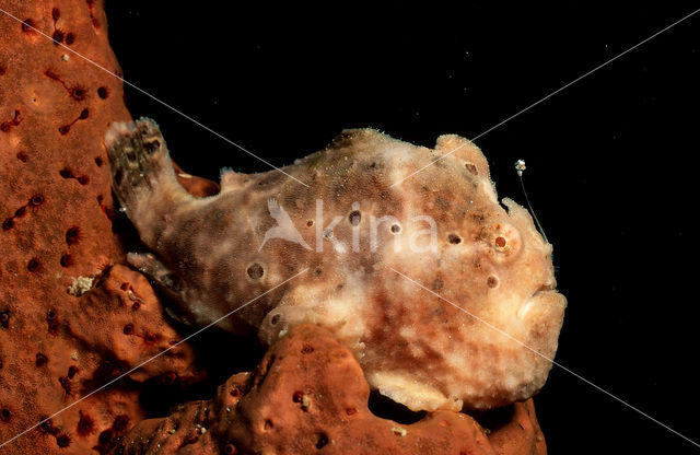 Longlure frogfish (Antennarius multiocellatus)