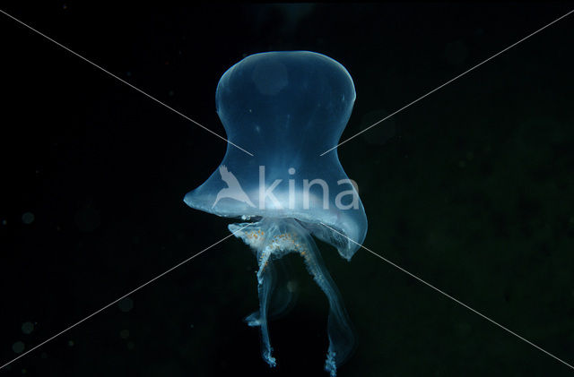 moon jelly