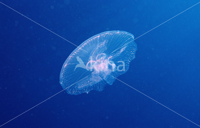 moon jelly