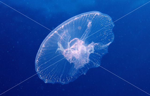 moon jelly