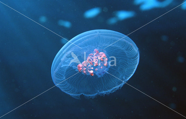 moon jelly