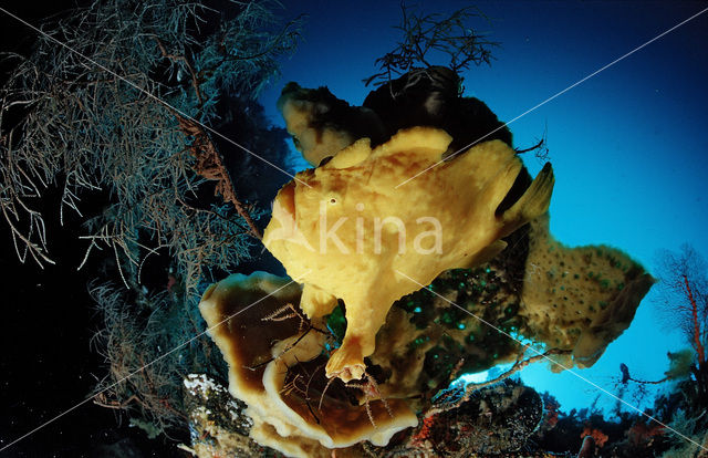 Giant Frogfish (Antennarius commersonii)