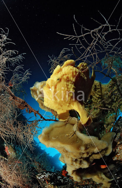 Giant Frogfish (Antennarius commersonii)