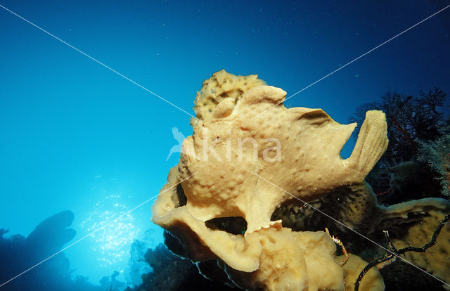 Oranje Hengelaarsvis (Antennarius commersonii)