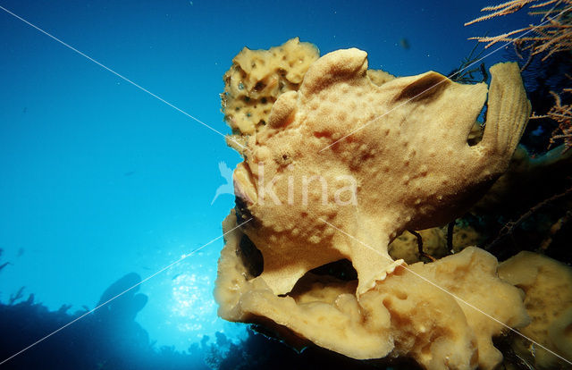 Giant Frogfish (Antennarius commersonii)