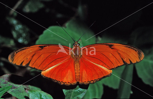 Oranje passiebloemvlinder (Dryas iulia)