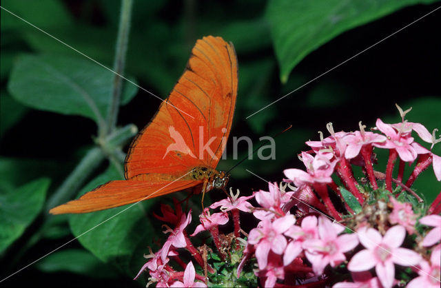 Oranje passiebloemvlinder (Dryas iulia)