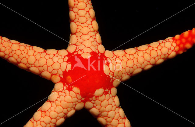 Sea Star