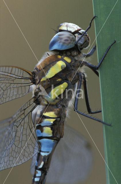 Migrant Hawker (Aeshna mixta)