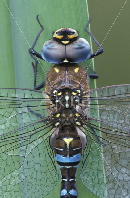 Paardenbijter (Aeshna mixta)