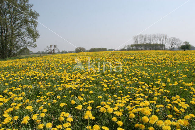 Dandelion (Taraxacum spec.)