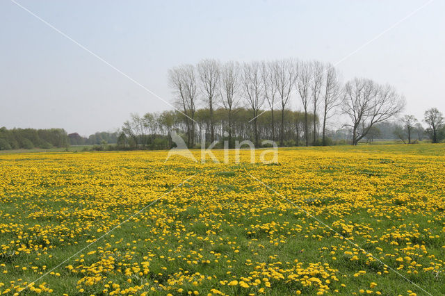 Dandelion (Taraxacum spec.)