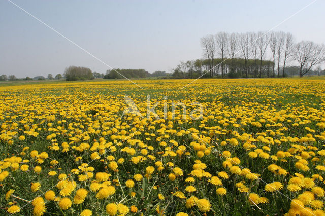 Dandelion (Taraxacum spec.)