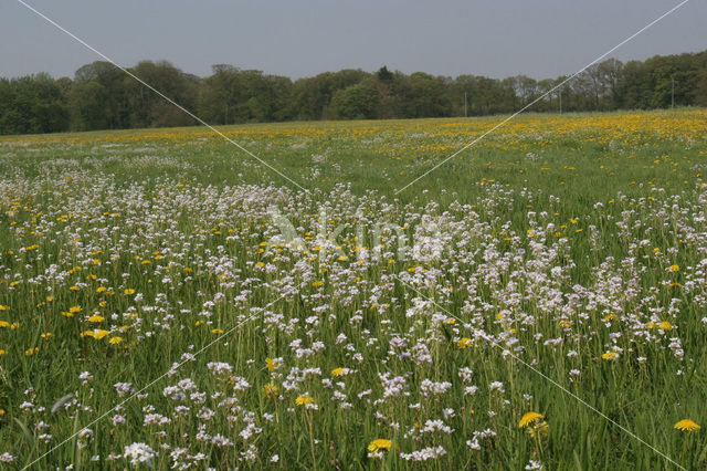 Dandelion (Taraxacum spec.)