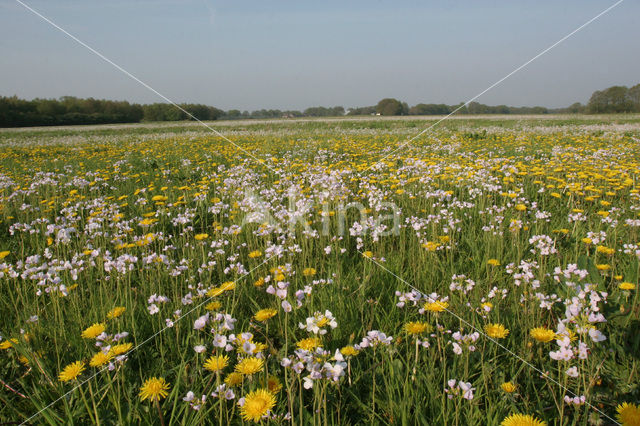 Paardenbloem (Taraxacum spec.)