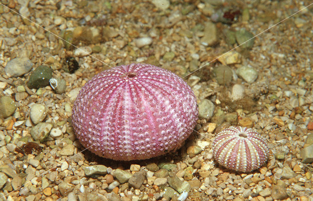 Paarse zee-egel (Sphaerechinus granularis)