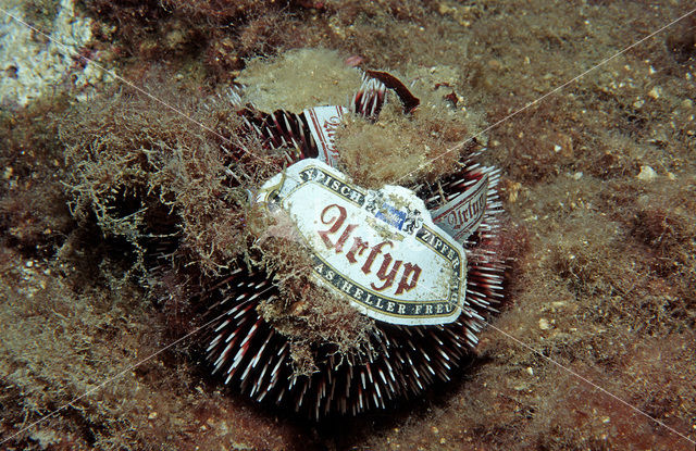 violet sea urchin (Sphaerechinus granularis)