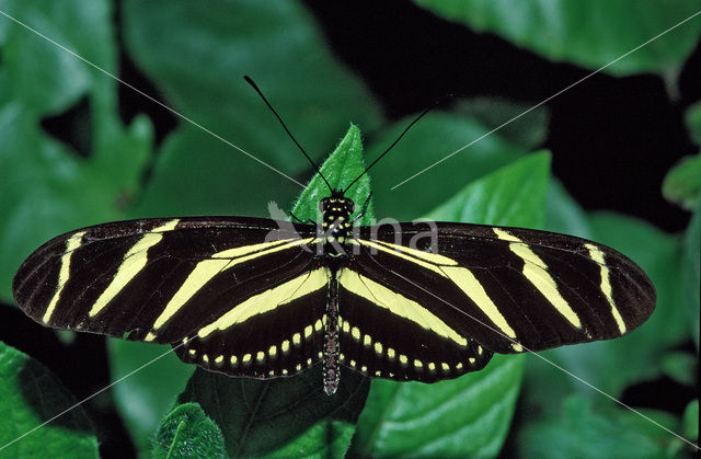 Passiebloemvlinder (Heliconius charithonia)