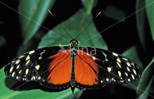Hecales longwing (Heliconius hecale)