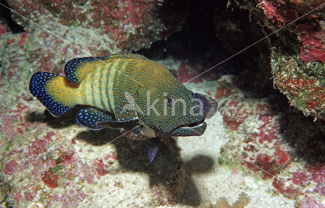 Pauw tandbaars (Cephalopholis argus)