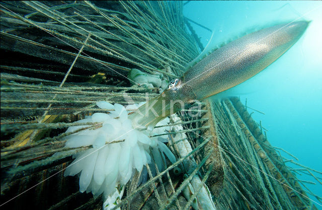 Reef squid (Sepioteuthis australis)