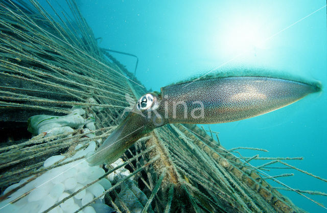 Reef squid (Sepioteuthis australis)