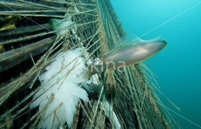 Reef squid (Sepioteuthis australis)