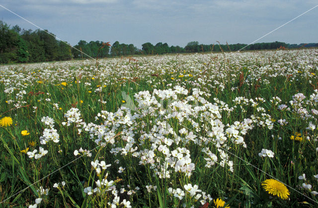 Pinksterbloem (Cardamine pratensis)