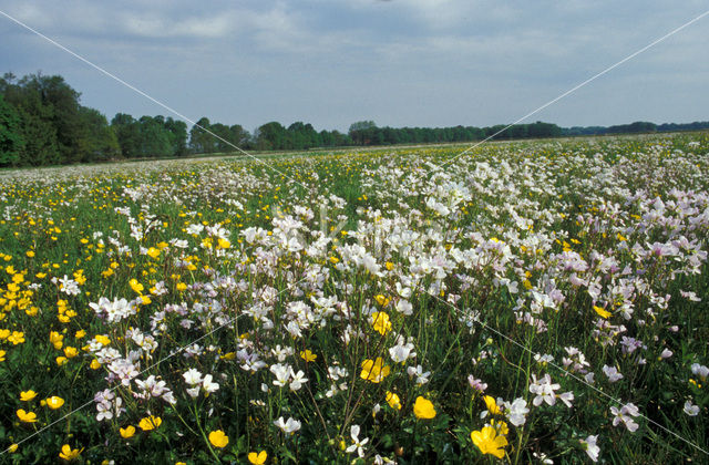 Pinksterbloem (Cardamine pratensis)