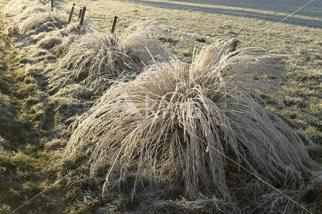 Pitrus (Juncus effusus)