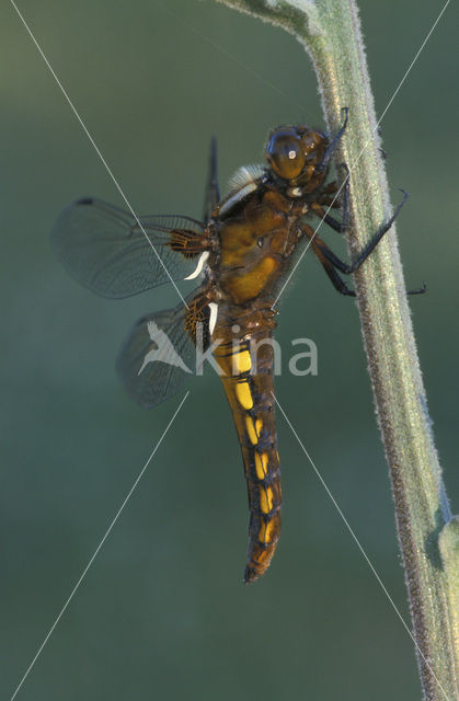 Platbuik (Libellula depressa)