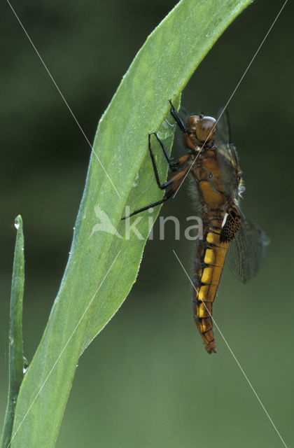 Broad-bodied Chaser (Libellula depressa)