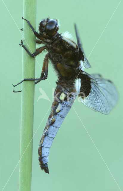 Broad-bodied Chaser (Libellula depressa)
