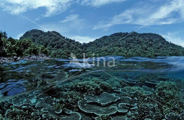 Pulau Tenggol