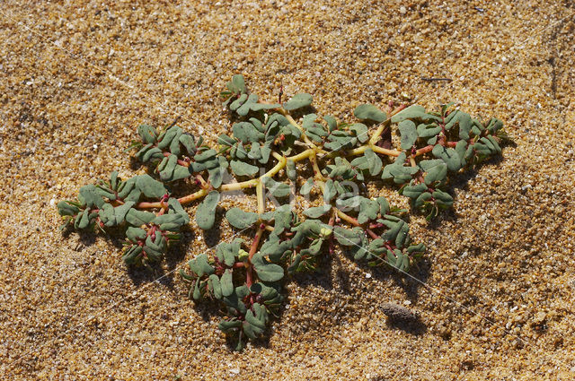 Purple Spurge (Euphorbia peplis)