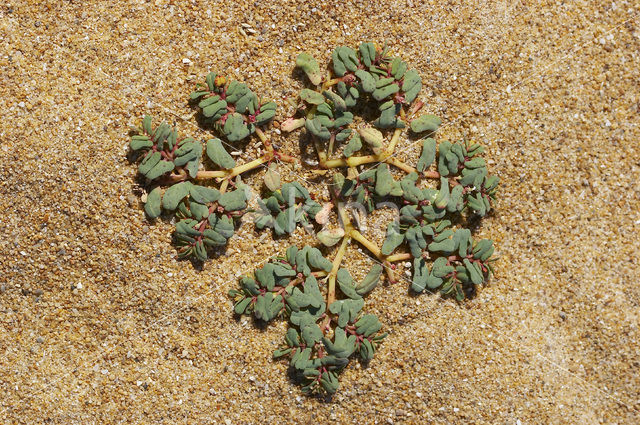 Purple Spurge (Euphorbia peplis)