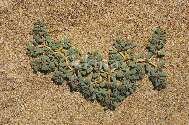 Purple Spurge (Euphorbia peplis)