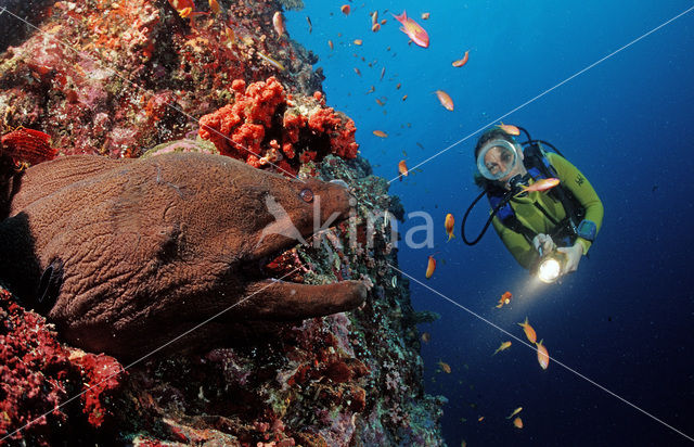 Giant Moray (Gymnothorax javanicus)