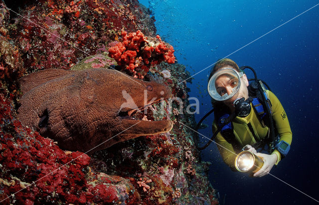 Reuzenmurene (Gymnothorax javanicus)