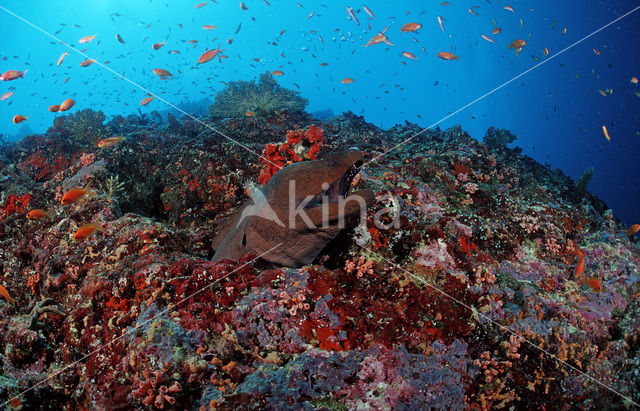 Giant Moray (Gymnothorax javanicus)