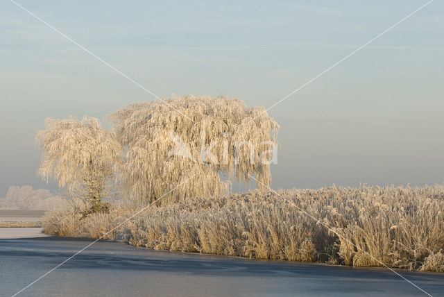 Common Reed (Phragmites australis)