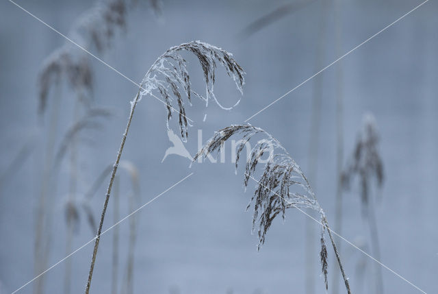 Common Reed (Phragmites australis)