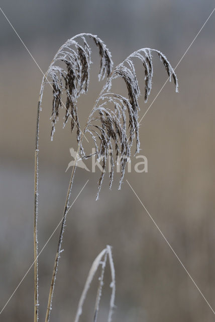 Riet (Phragmites australis)