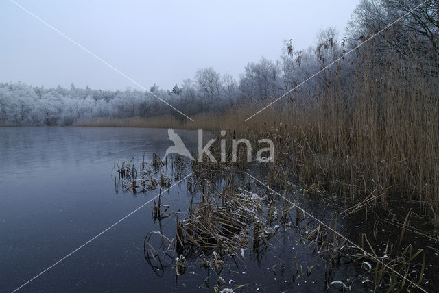 Common Reed (Phragmites australis)
