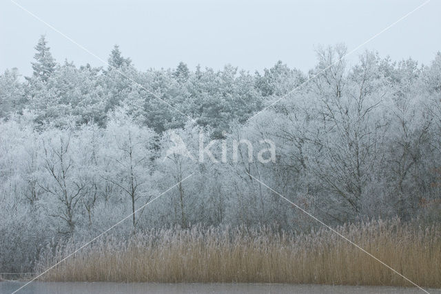 Riet (Phragmites australis)