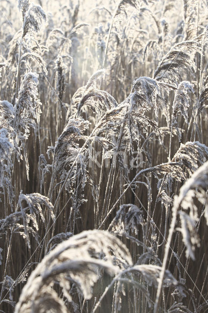 Common Reed (Phragmites australis)