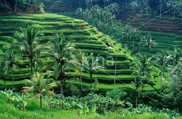 rice (Oryza spec)