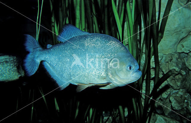 Red-bellied piranha (Pygocentrus nattereri)