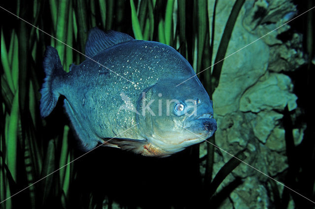 Red-bellied piranha (Pygocentrus nattereri)