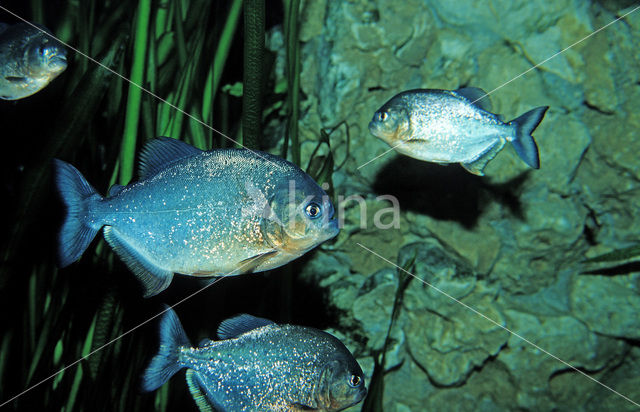 Red-bellied piranha (Pygocentrus nattereri)